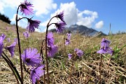 Primavera al Monte Campo con distese di crocus e al Laghetto di Pietra Quadra in progressivo disgelo il 24 maggio 2018 - FOTOGALLERY